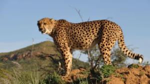 Why some cheetahs from Madhya Pradesh are making their way to Rajasthan